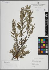 Foto von Salix atrocinerea Brot. x Salix repens L.